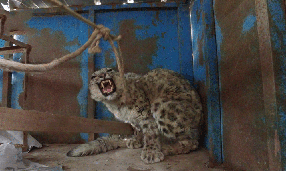 玉树一只雪豹1岁失去母亲，连旱獭都抓不到，捕食时被野狗咬伤 - 10