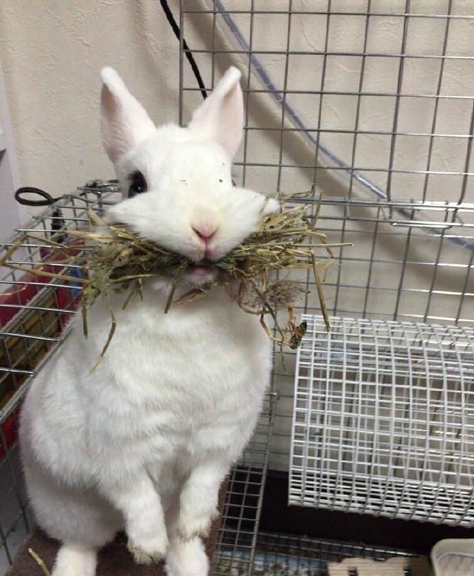 主人给兔子换食，蠢兔子以为没得吃，嘴里含着一口草吃兔粮好委屈 - 4
