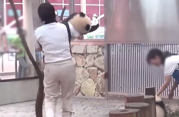熊猫在日本的生活，过得无法无天，团子：我不听，就要举高高！ - 4