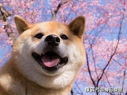 柴犬将小主人带到2岁，女主人又生了一胎，狗子都要累坏了！ - 2