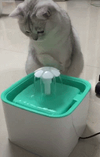英短第一次用饮水器，只会捞水喝，网友：饮水器都被猫用来洗脚了 - 4