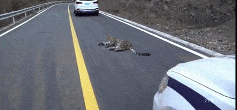 四川一网友发现一头受伤金钱豹，躺在路中间不能动弹，并非杭州出逃的豹子 - 1