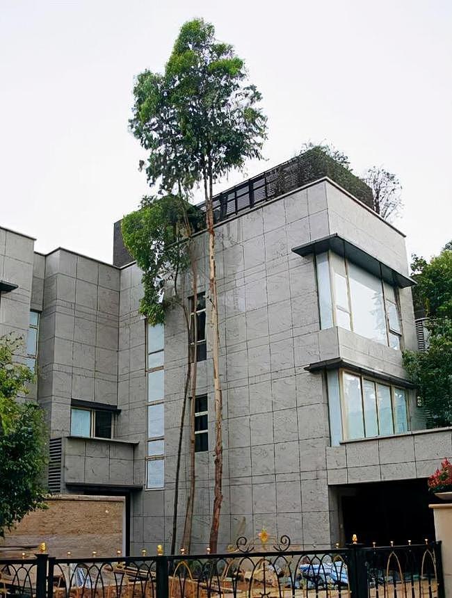 黎明在香港住的豪宅：院子里种着超高的树，比他家四层房子还要高 - 3