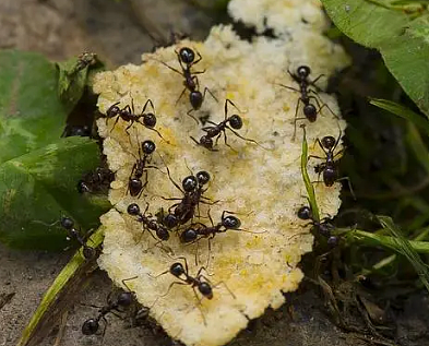 蚂蚁搬家要下雨的原因是什么？蚂蚁的分布范围是怎样的？ - 1
