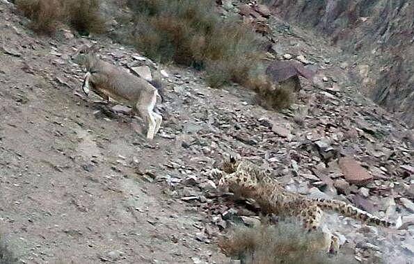 雪豹超完美伪装捕杀猎物, 岩羊在毫无准备下直接被雪豹秒杀 - 5