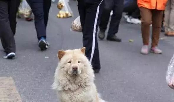 主人假装和狗狗走丢，躲在暗处看到狗狗的反应，心头一阵酸！ - 4