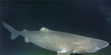 比蓝鲸寿命更长的鲨鱼，从明朝活到了现在，堪称最长寿的鱼类 - 1