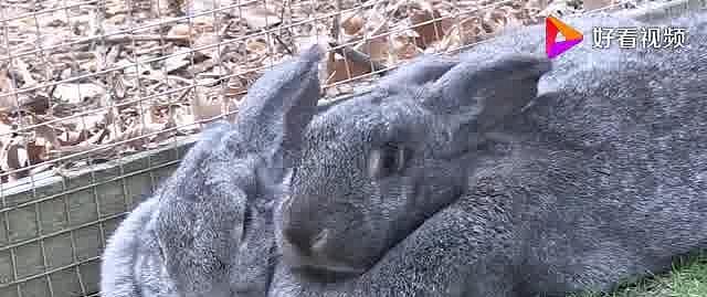 世界上最大的兔子，重达45斤，一年能吃掉28000元 - 2