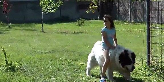 狗狗体形庞大如温柔巨人，小女孩把它当马骑 - 3