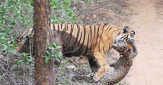 出来混早晚要还：捕杀薮猫、狞猫、猎豹的豹子，却成了老虎的猎物 - 5