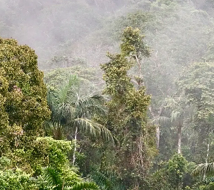最大的热带雨林是什么？位于什么地方？ - 1