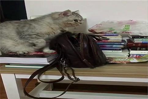 英短猫偷主人背包里的鱼片, 被发现后故意往旁边看, 小眼神好可爱 - 3