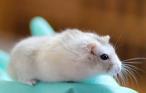 饲养仓鼠有危险吗？它们传染疾病给人类吗？了解这些鼠友不用慌张 - 1