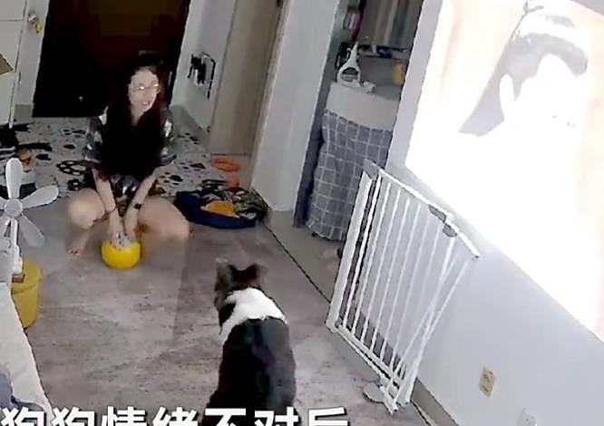 广东深圳：狗狗玩球误伤主人，自责坐地不动，得到原谅后直奔怀抱 - 2