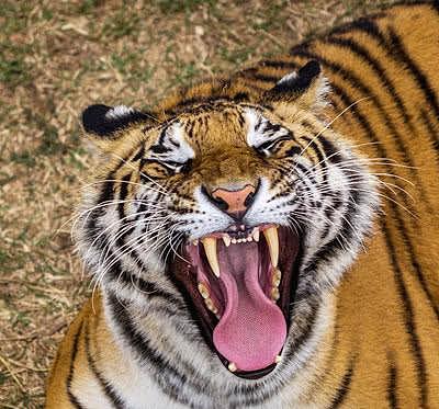 为什么老虎吃过人之后一定要杀死，动物学家的解释让人深思 - 3