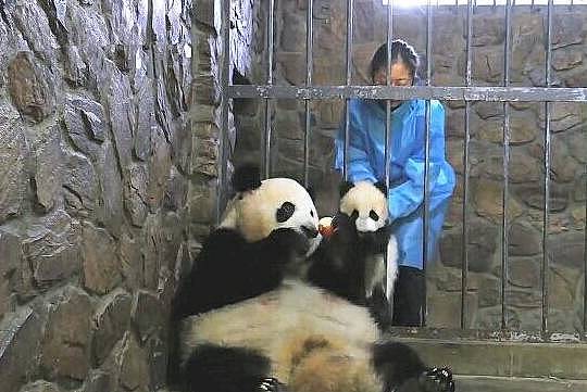 熊猫妈妈听见开门声后立刻抱紧幼崽 真相令人捧腹 - 4