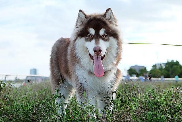 世界上最美的六大狼犬，最漂亮的不是哈士奇，而是微笑天使的它！ - 1