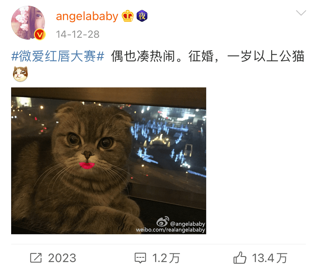 黄晓明baby离婚？他们养的折耳猫咋办？ - 7