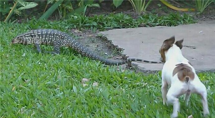 近2米长的泰加巨型蜥蜴闯进后院 结果被汪星人赶跑 - 3