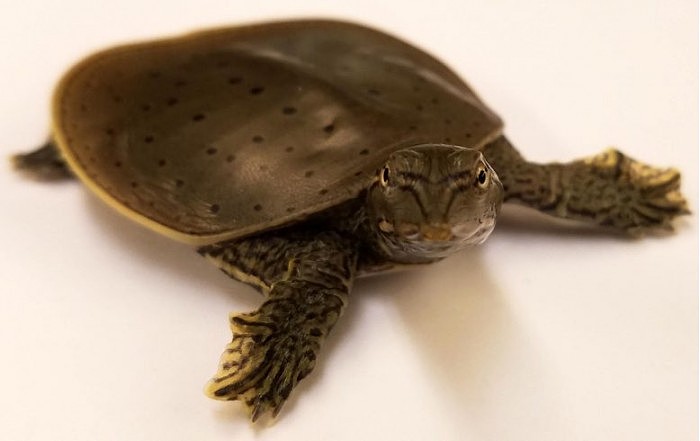 Softshell-Turtle-Apalone-spinifera-777x490.jpg