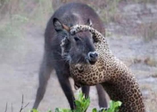 花豹猎杀斑羚, 结果被斑羚一个过肩摔直接摔趴, 太尴尬了! - 1