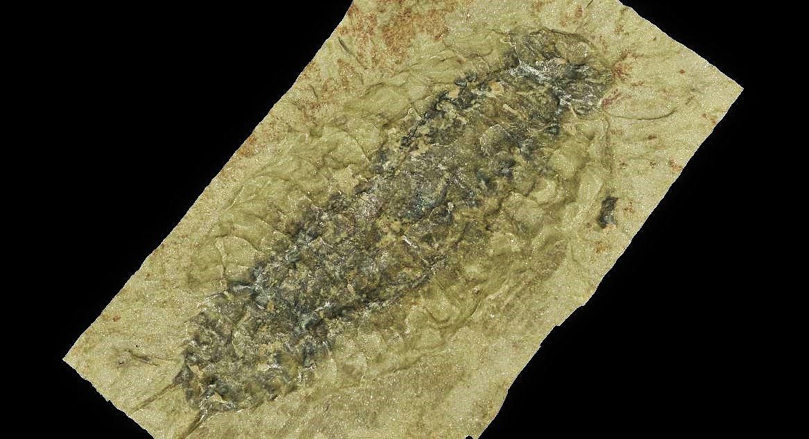 新的化石研究揭示了3.6亿年前爱尔兰的木虱表亲 - 2