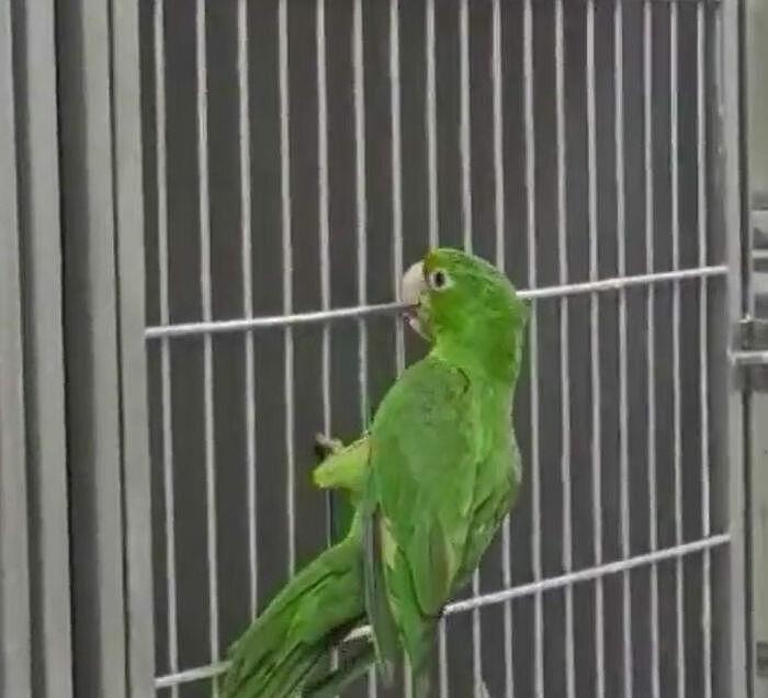 拯救鹦鹉！巴西一只鹦鹉的喙严重受损，装上人工喙后可以吃米糊 - 18