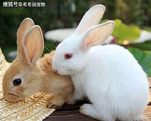 【养宠小知识】兔子吃的兔粮 - 1