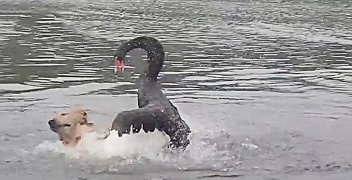 金毛下湖游泳被黑天鹅按在水里“毒打”，上岸后再次下水尝试 - 4