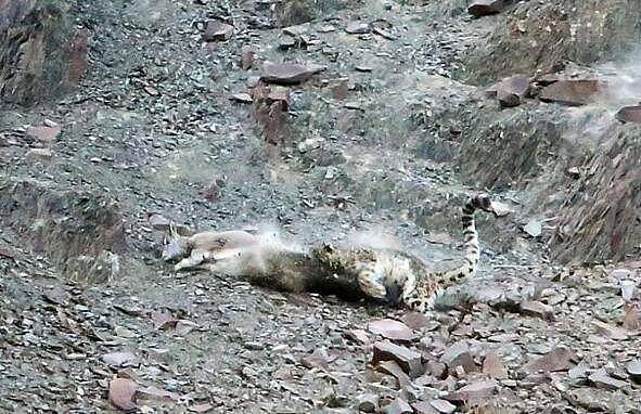 雪豹超完美伪装捕杀猎物, 岩羊在毫无准备下直接被雪豹秒杀 - 7