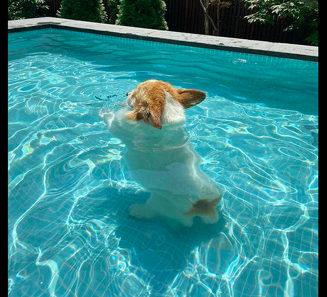 小短腿狗狗在泳池里学游泳，站在水里一动不动，看得出来很努力了 - 3