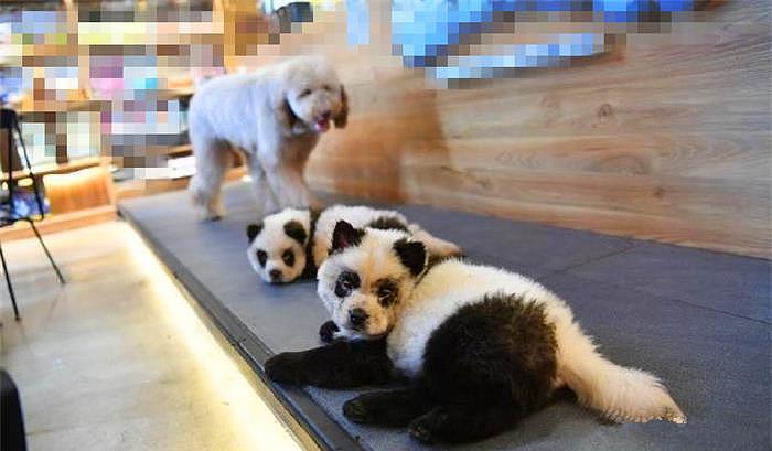 宠物店里竟有多只熊猫？细看才知是被染毛的松狮犬 - 5