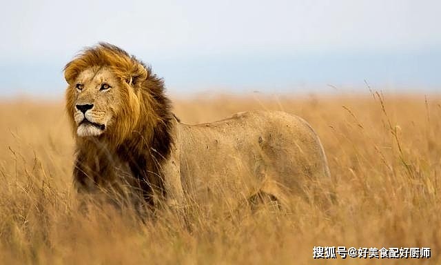 论猎杀能力，东北虎与非洲狮，谁的本事更高？ - 3