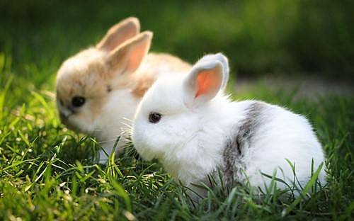 兔兔日记：兔子背上长红疹子怎么办 - 3