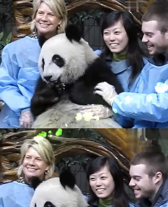 外国友人只是想和熊猫拍个“亲密照”，没想到却被它拒绝了 - 2