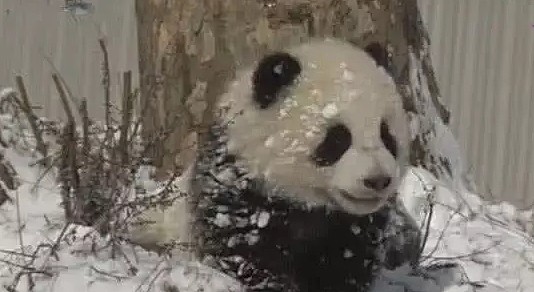 熊猫宝宝犯错误后，被扔到雪堆中受罚，没一会熊猫妈妈就后悔了 - 2