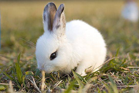 养兔经验：兔子吃多少兔粮 - 3