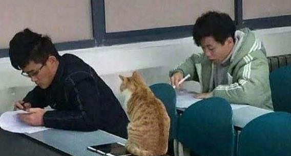 橘猫闯进考场，老师不但没驱赶它，还让它帮忙一起“监考” - 3
