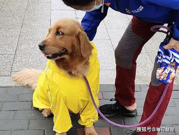 主人担心下大雨，想带金毛回家，狗狗坐地不愿走：我穿了雨衣 - 4