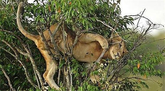 当一头狮子被赶上树杈上面的时候，狮子一脸可怜兮兮的样子望着？ - 1