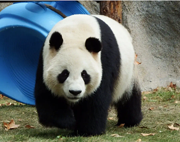 大熊猫是怎样取名的？探索大熊猫名字的由来 - 1