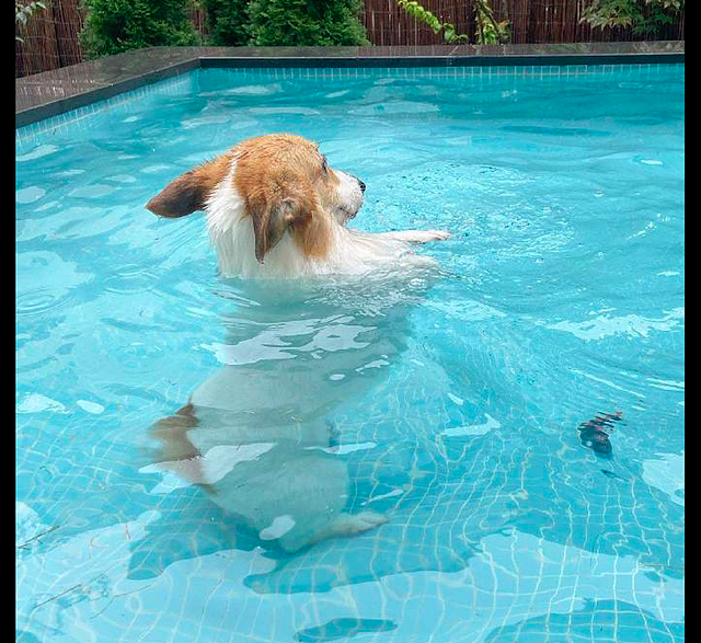 小短腿狗狗在泳池里学游泳，站在水里一动不动，看得出来很努力了 - 2