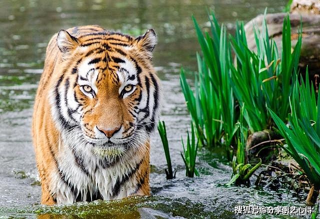 动物园中的东北虎来到非洲草原后的6种可能死法，最后一种最扎心 - 3