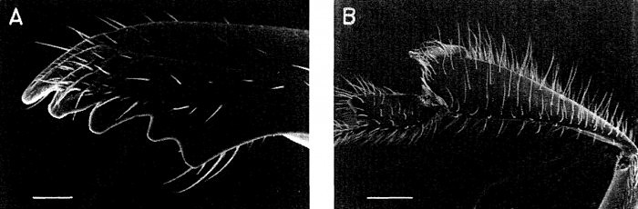 科学家发现已经进化的秃鹫蜜蜂 它们喜食腐肉 - 3
