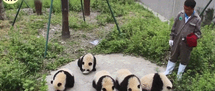 熊猫为了盆盆奶主动进笼子, 差点化身“食铁兽”, 网友: 好萌 - 1