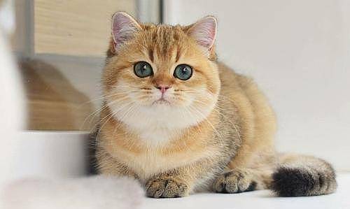 英短猫最常见的7种颜色，附上最新价，不要买贵了！ - 5