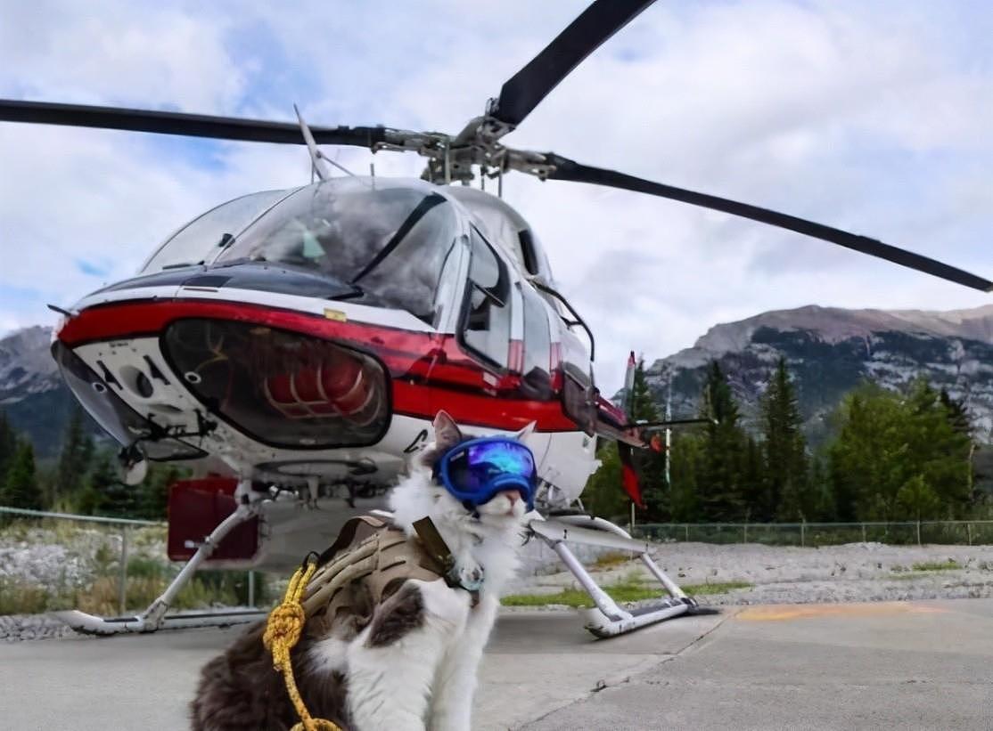 人不如猫？布偶猫坐直升机划皮艇游历世界，去过的国家比你多 - 5