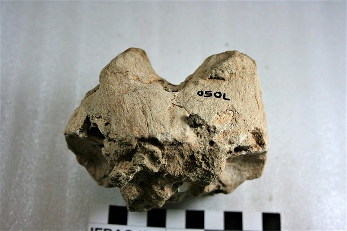 Partial-Skull-of-Small-Antelope-scaled.jpg