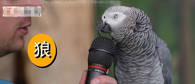 口技最强鹦鹉，让它学什么音效都难不倒它，这鹦鹉是不是成精了 - 6