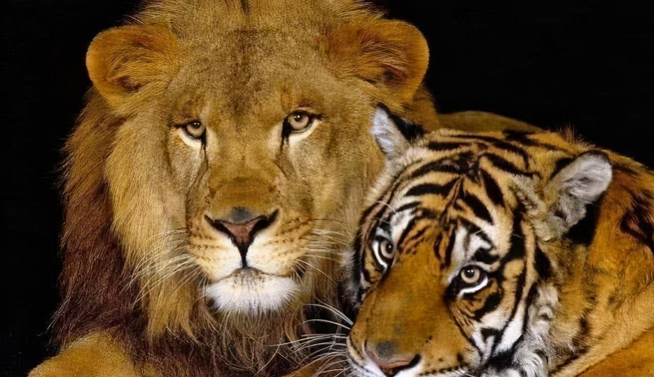 同为大猫的老虎和狮子，为什么一个喜欢独居，一个选择群居？ - 1